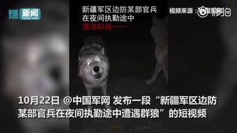 夜狼视频在线观看,沉浸式在线观影体验，探索未知世界