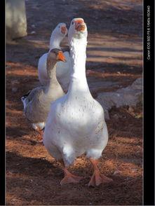 鸭王高清在线观看,揭秘网络影视的视听盛宴